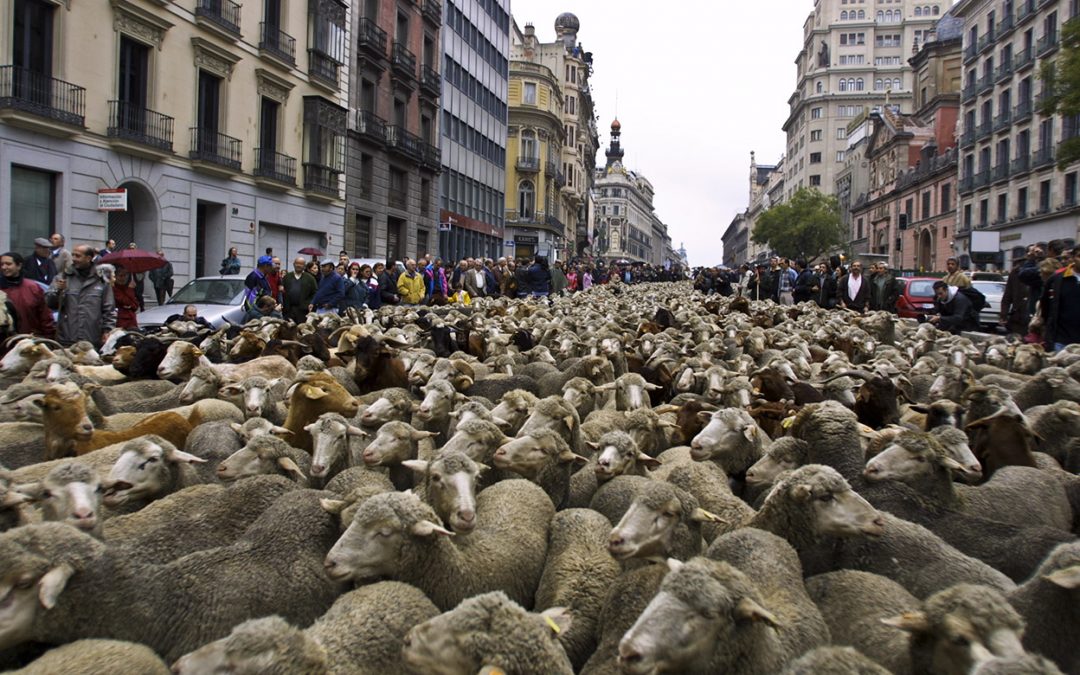 La Psique de la Manada